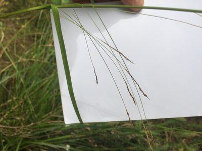 Carex longebrachiata, photographed by nick_goldwater