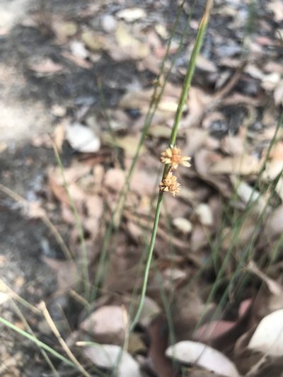 Juncus subsecundus, photographed by Ann Bentley