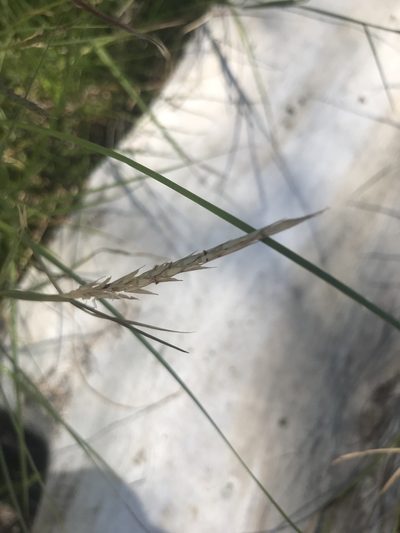 Mnesithea formosa, photographed by Ann Bentley