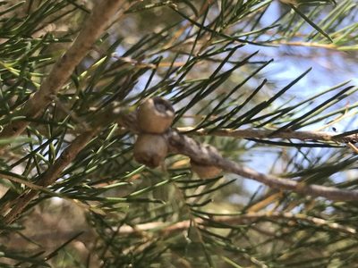 Melaleuca rhaphiophylla, photographed by Ann Bentley