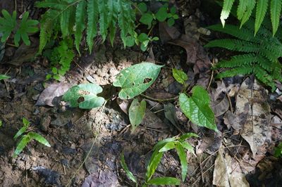 Aristolochia acuminata, photographed by Cheongweei Gan