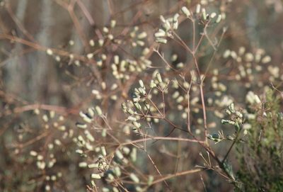 Prangos odontalgica, photographed by Алина Урусова