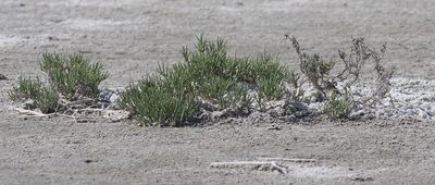 Halocnemum strobilaceum, photographed by Алина Урусова
