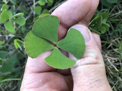 Marsilea hirsuta, photographed by Greg Tasney