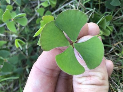 Marsilea hirsuta, photographed by Greg Tasney