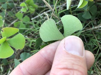 Marsilea hirsuta, photographed by Greg Tasney