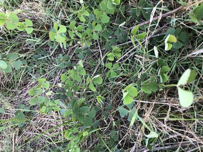 Marsilea hirsuta, photographed by Greg Tasney