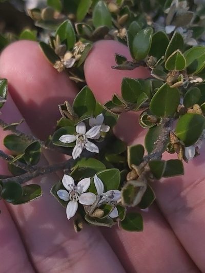 Nematolepis ovatifolia, photographed by Tim