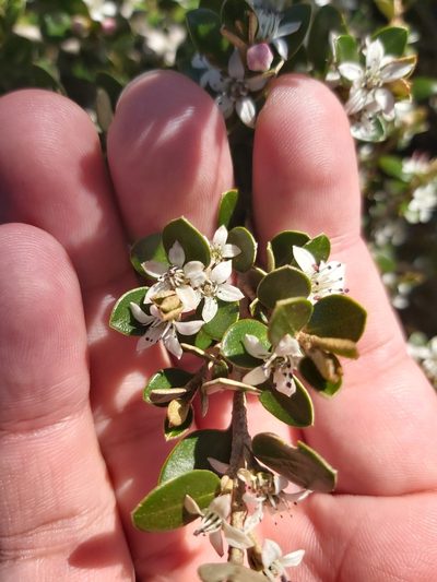 Nematolepis ovatifolia, photographed by Tim