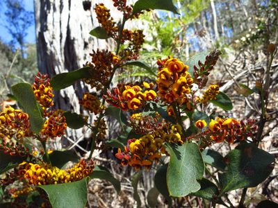 Daviesia latifolia, photographed by Cowirrie
