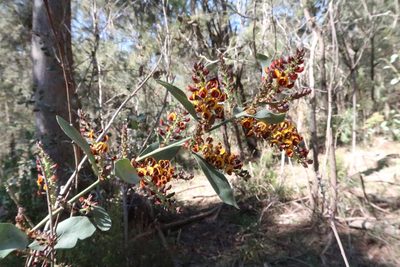 Daviesia latifolia, photographed by Cowirrie