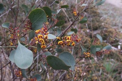Daviesia latifolia, photographed by Cowirrie