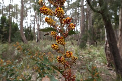 Daviesia latifolia, photographed by Cowirrie