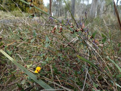 Bossiaea triangularis, photographed by Cowirrie