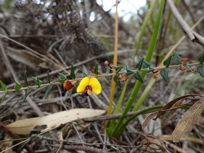 Bossiaea cinerea, photographed by Cowirrie