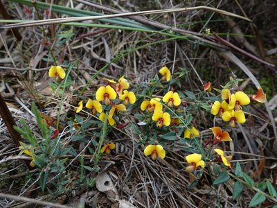 Bossiaea cinerea, photographed by Cowirrie