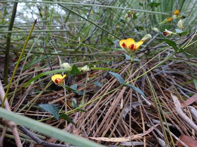 Bossiaea triangularis, photographed by Cowirrie