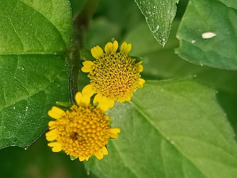 Acmella oleracea, photographed by Ong Jyh Seng