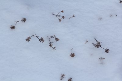Ziziphora clinopodioides, photographed by Nina Filippova