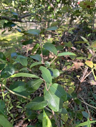 Reynosia septentrionalis, photographed by Brandon Corder