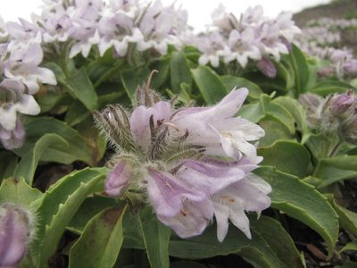 Pennellianthus frutescens, photographed by Сергей Крыленко