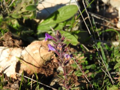 Clinopodium suaveolens, photographed by Francesco Cecere