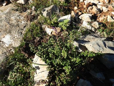 Clinopodium suaveolens, photographed by Francesco Cecere