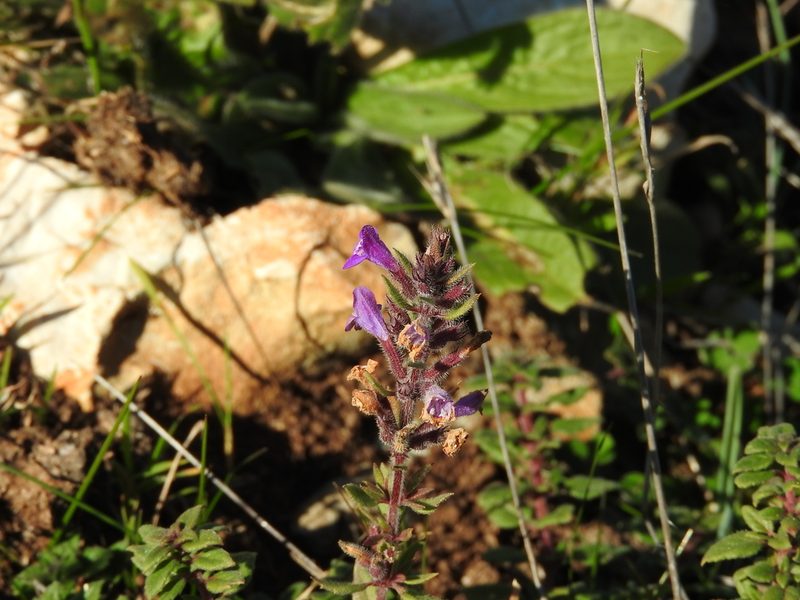 Clinopodium suaveolens, photographed by Francesco Cecere