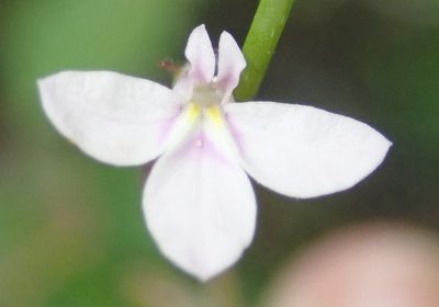 Lobelia patula, photographed by Nicola van Berkel