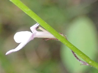 Lobelia patula, photographed by Nicola van Berkel