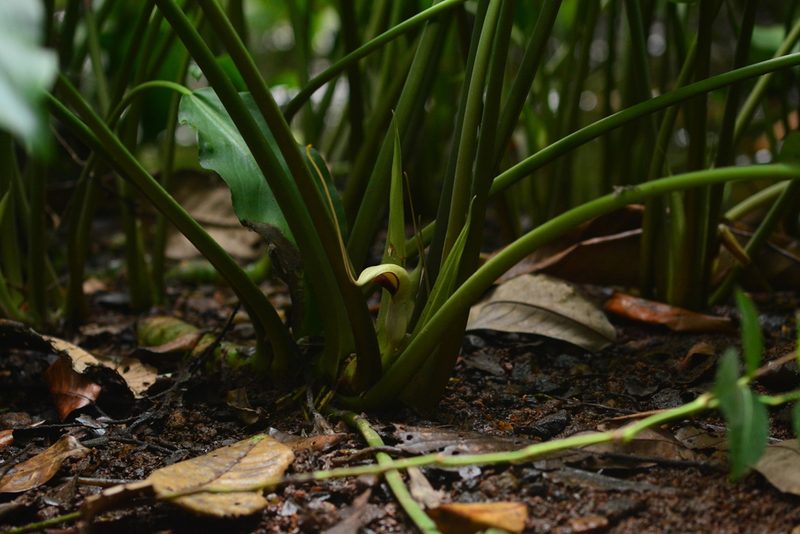 Lagenandra toxicaria, photographed by S.MORE