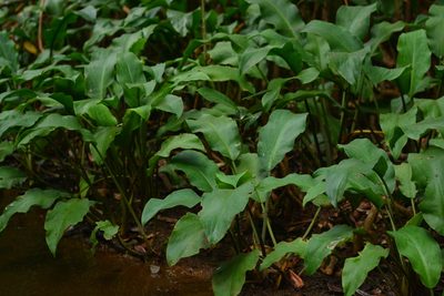 Lagenandra toxicaria, photographed by S.MORE