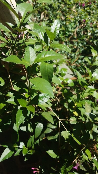 Pseuderanthemum laxiflorum, photographed by geralg