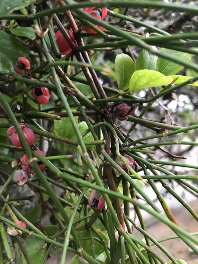 Ephedra tweedieana, photographed by Gabriel Laufer
