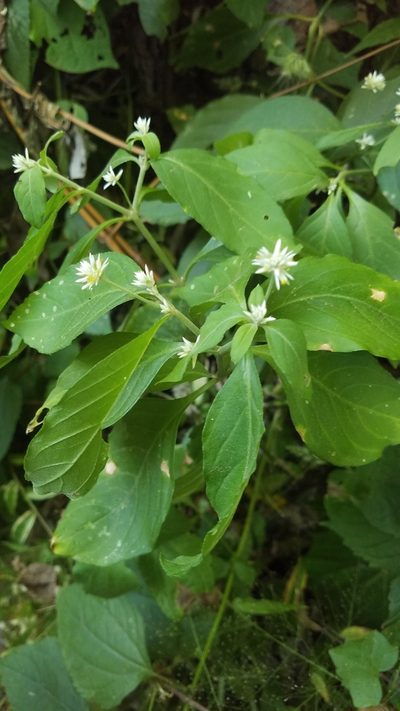 Alternanthera pubiflora, photographed by geralg