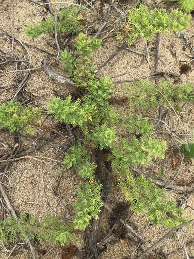 Senecio platensis, photographed by Gabriel Laufer