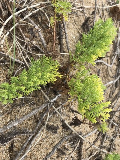 Senecio platensis, photographed by Gabriel Laufer