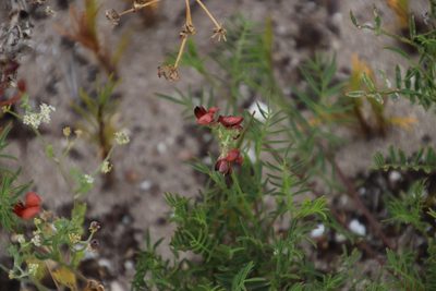 Lessertia miniata, photographed by Tony Rebelo