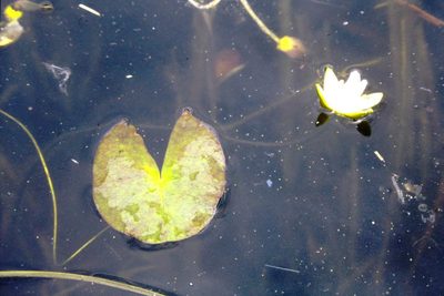 Nymphaea leibergii, photographed by Allan Harris