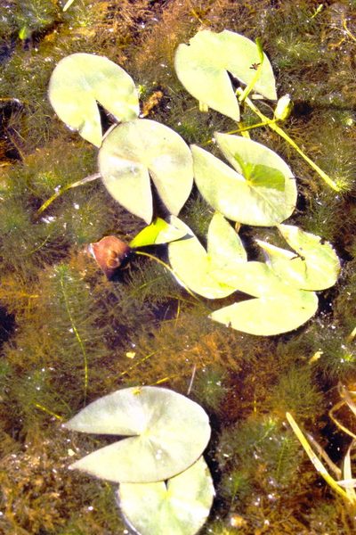 Nymphaea leibergii, photographed by Allan Harris
