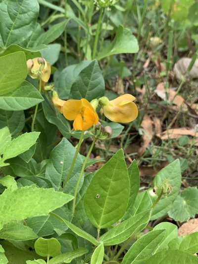 Vigna longifolia, photographed by Florencia Grattarola