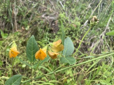 Vigna longifolia, photographed by Florencia Grattarola