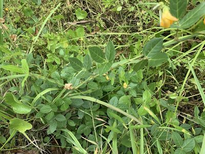 Vigna longifolia, photographed by Florencia Grattarola