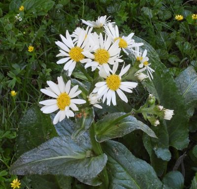 Senecio smithii, photographed by desertnaturalist