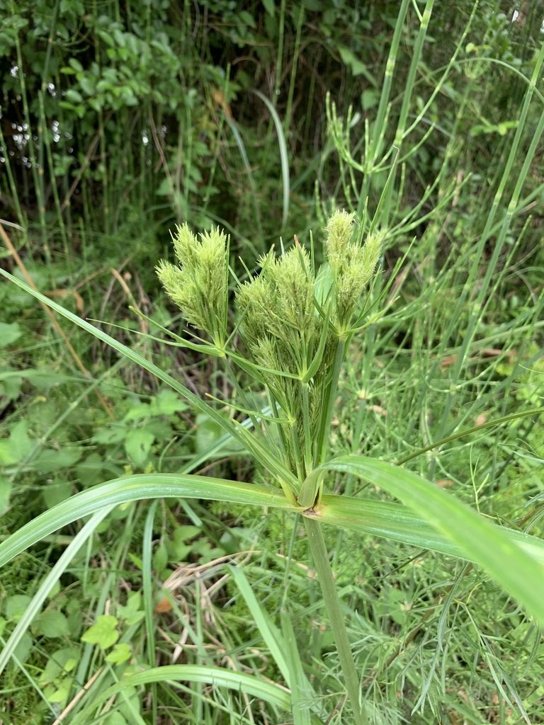 Cyperus prolixus, photographed by Florencia Grattarola