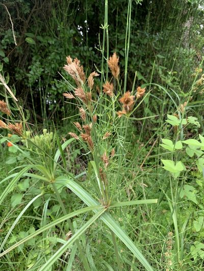 Cyperus prolixus, photographed by Florencia Grattarola