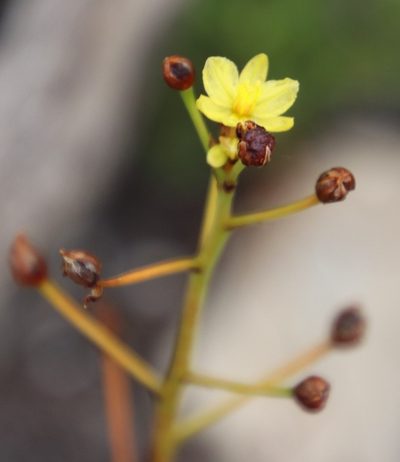 Bulbine annua, photographed by Tony Rebelo