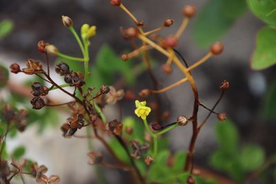 Bulbine annua, photographed by Tony Rebelo