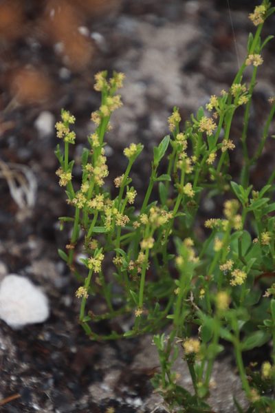 Adenocline pauciflora, photographed by Tony Rebelo