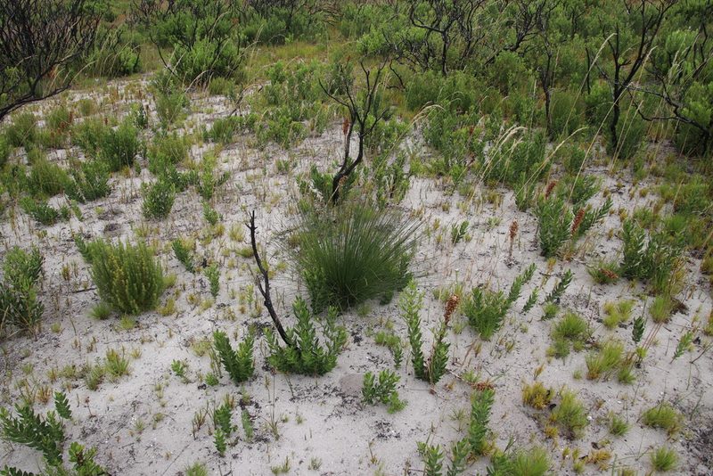Schoenus arenicola, photographed by Tony Rebelo